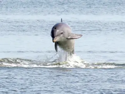A dolphin jumping out the ocean.