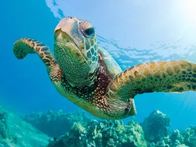 Sea Turtles