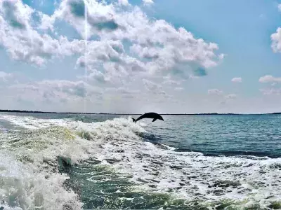 tybee dolphin tour