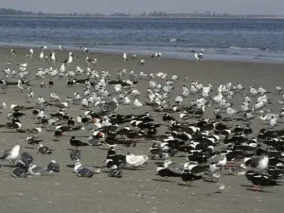 A mix of shorebirds and seabirds on the beach