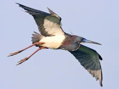 A Tricolored Heron bird flying in the sky