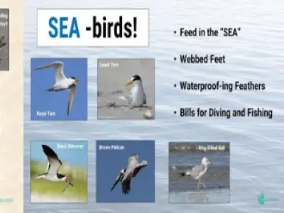 A graphic that depicts shorebirds and seabirds