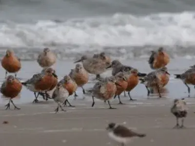 A large group of Red Knot birds on the beach