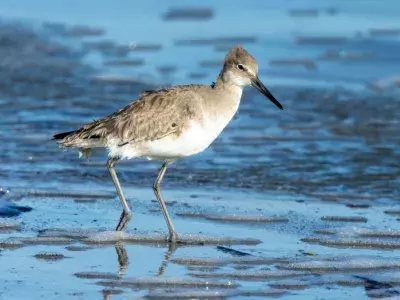 Willet Tringa semipalmata bird walking on the beach