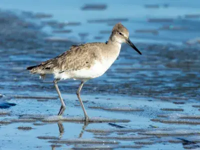 Willet Tringa semipalmata bird walking on the beach