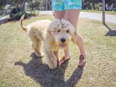 Tybee Island dog pet outdoor recreation walk.