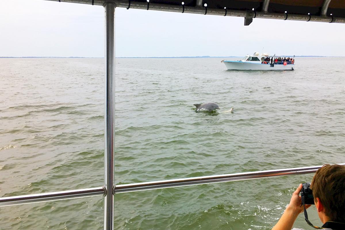 dolphin tours tybee island georgia