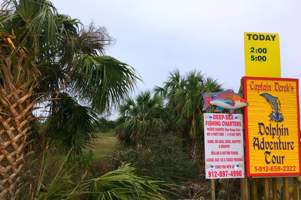 dolphin tours on tybee island