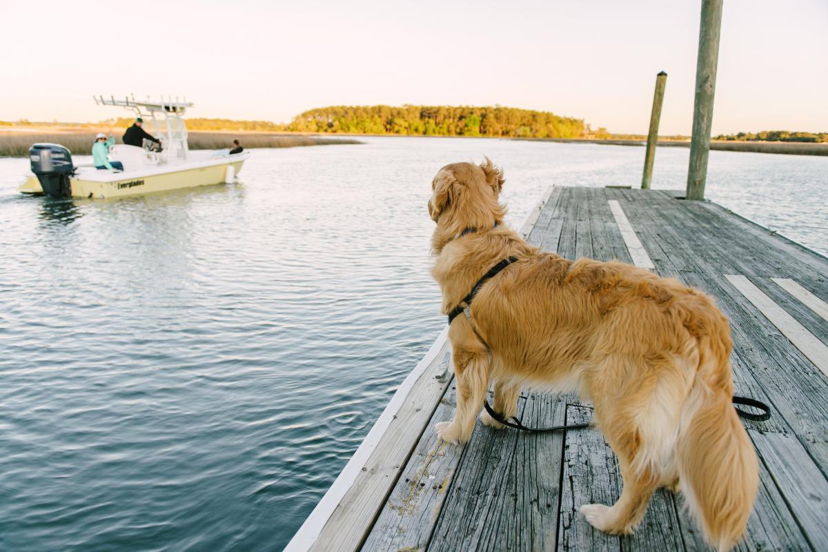 are dogs allowed on tybee island