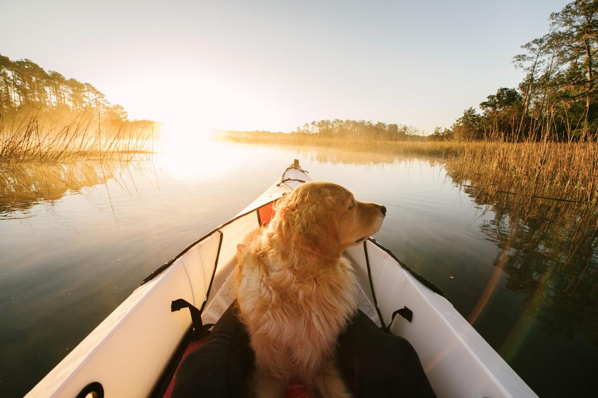 Everything You Need to Know About Bringing Dogs to Tybee ...