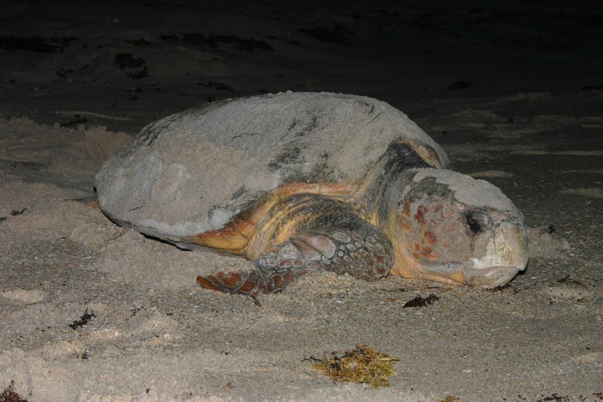 10 Fascinating Facts About Loggerhead Sea Turtles Visit