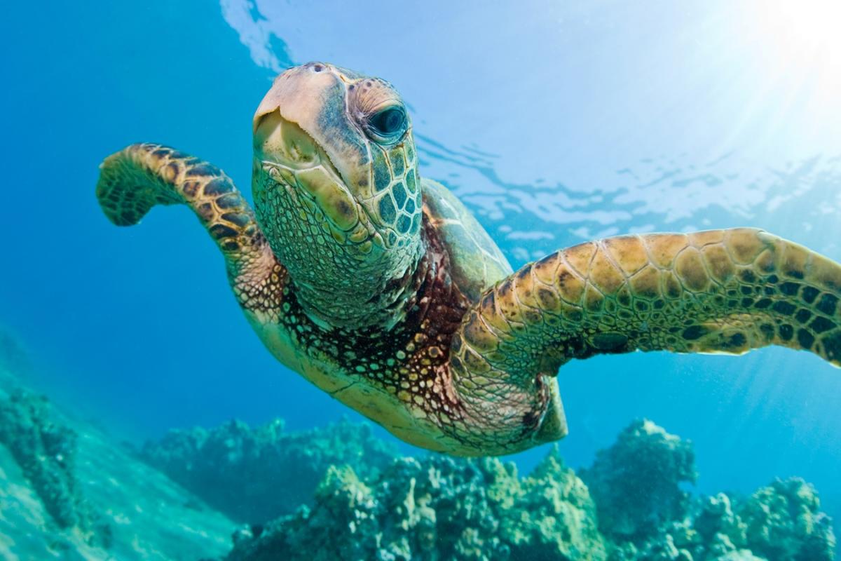 loggerhead sea turtle habitat