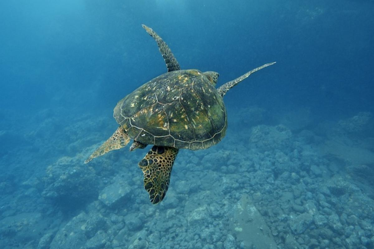 loggerhead sea turtle habitat