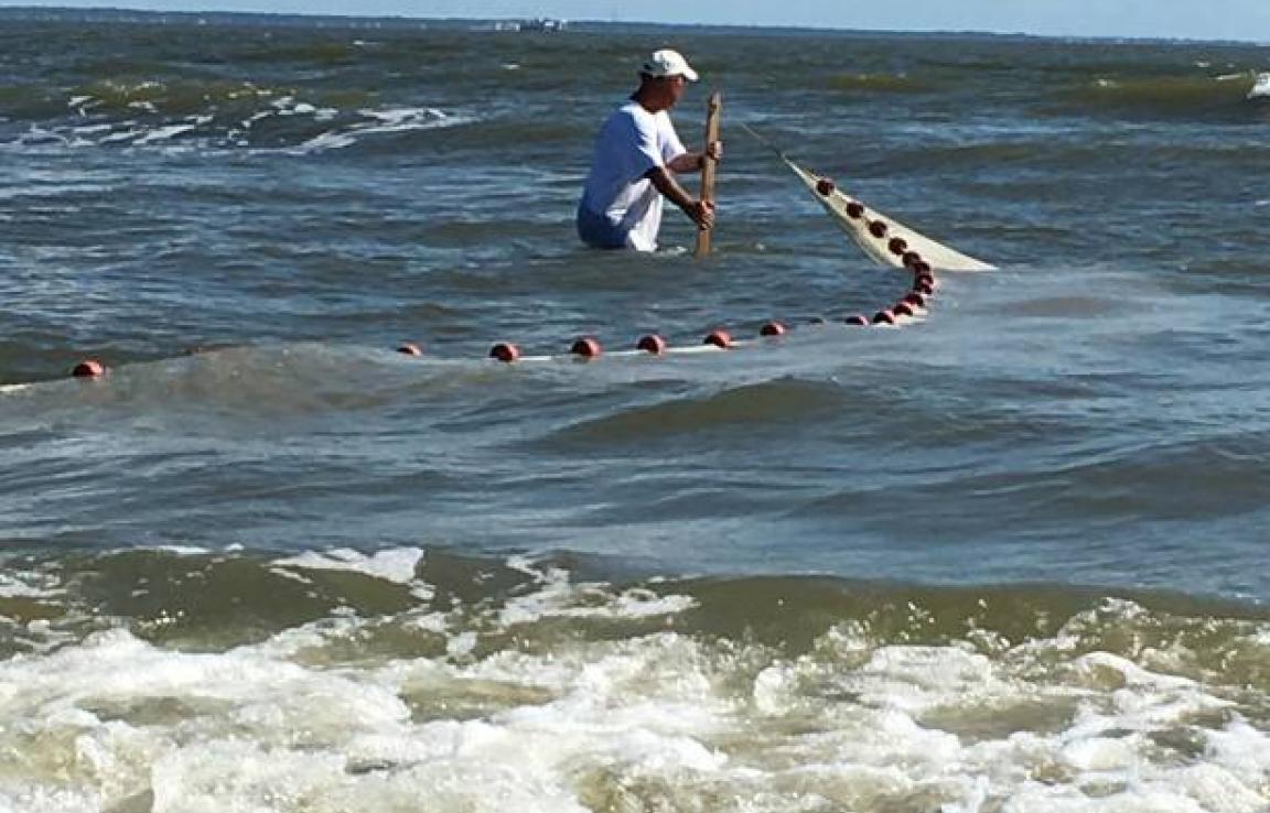 Tybee Beach Ecology Trips Visit Tybee Island