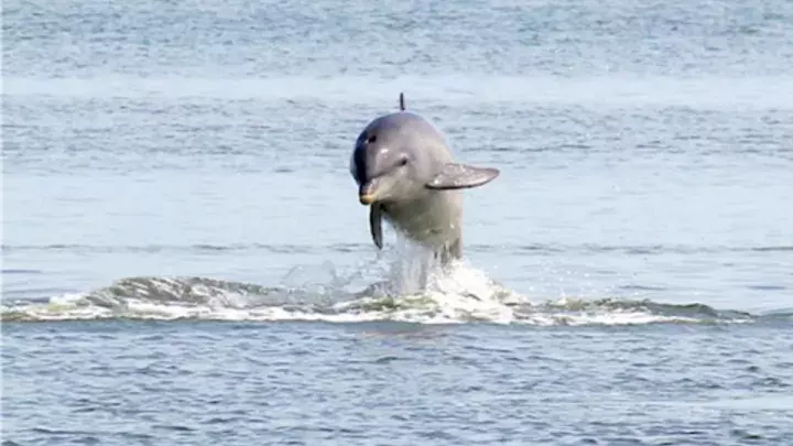 A dolphin jumping out of the water.