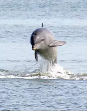 A dolphin jumping out the ocean.