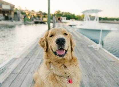 Dogs on Tybee Island