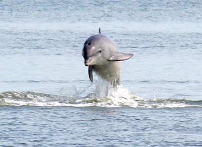 Dolphins on Tybee Island.