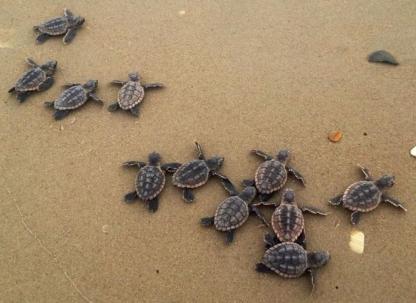 sea turtles