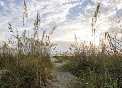 beach sunrise with sea grass and blue skies