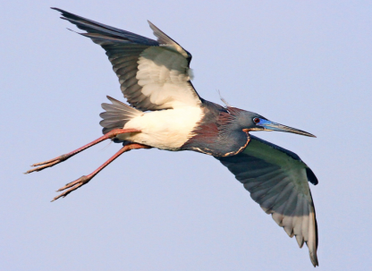 A Tricolored Heron bird flying in the sky